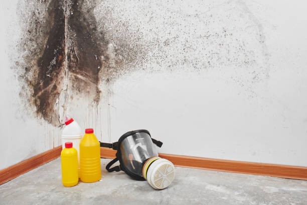 Best Fast Mold Removal  in Todd Creek, CO