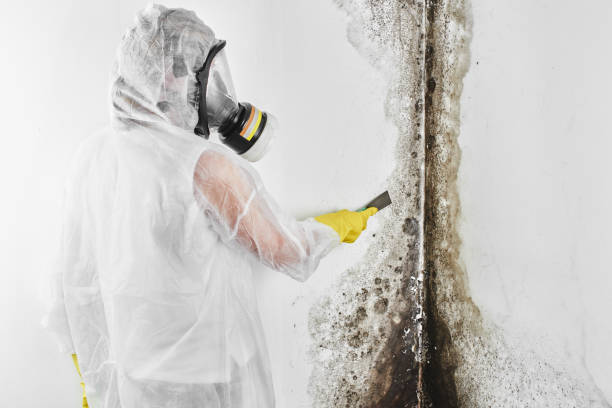 Professional Mold Removal in Todd Creek, CO