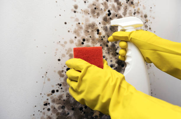 Best Black Mold Removal  in Todd Creek, CO