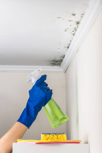 Best Professional Mold Removal  in Todd Creek, CO