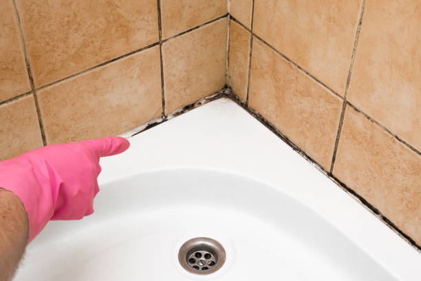 Best Mold Testing and Removal  in Todd Creek, CO